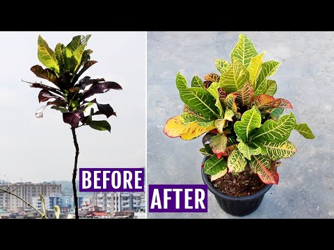 My SECRETS to Make Croton Plant BUSHY!