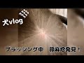 【犬vlog】湿疹発見!#犬の肌トラブル #ポメラニアン