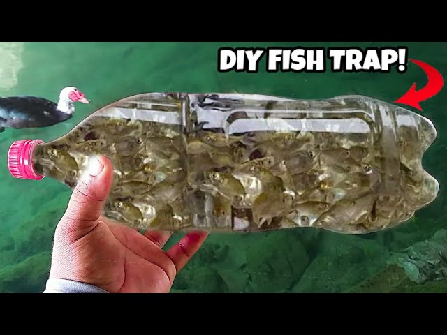DIY PLASTIC Bottle FISH TRAP! 