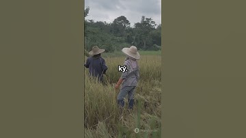 Philippines Sai Lầm Nghiêm Trọng – Nông Dân Việt Nam “Căng Mình” Chờ Giải Cứu! #tintuc #tindongtroi