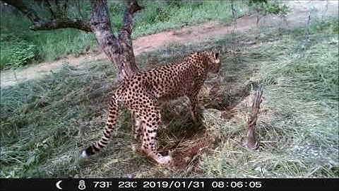 HESC Cheetah Release Update