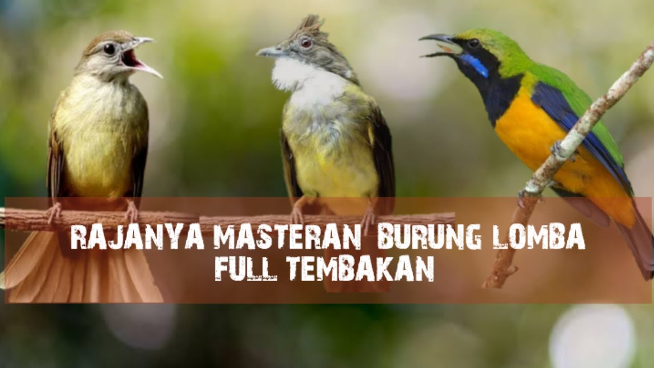 Kombinasi Masteran | Kapas Tembak - Cucak Jenggot - Cungkok Full Tembakan 
