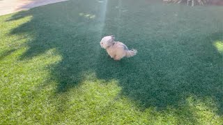 Norbert The Dog Bunny Squirrel