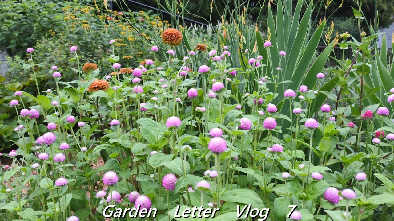 Garden Letter Vlog ７　　酷暑の庭で精一杯咲くお花達の様子、春の庭で咲いたスターチスのドライフラワーを飾る。　　ダイと共に。