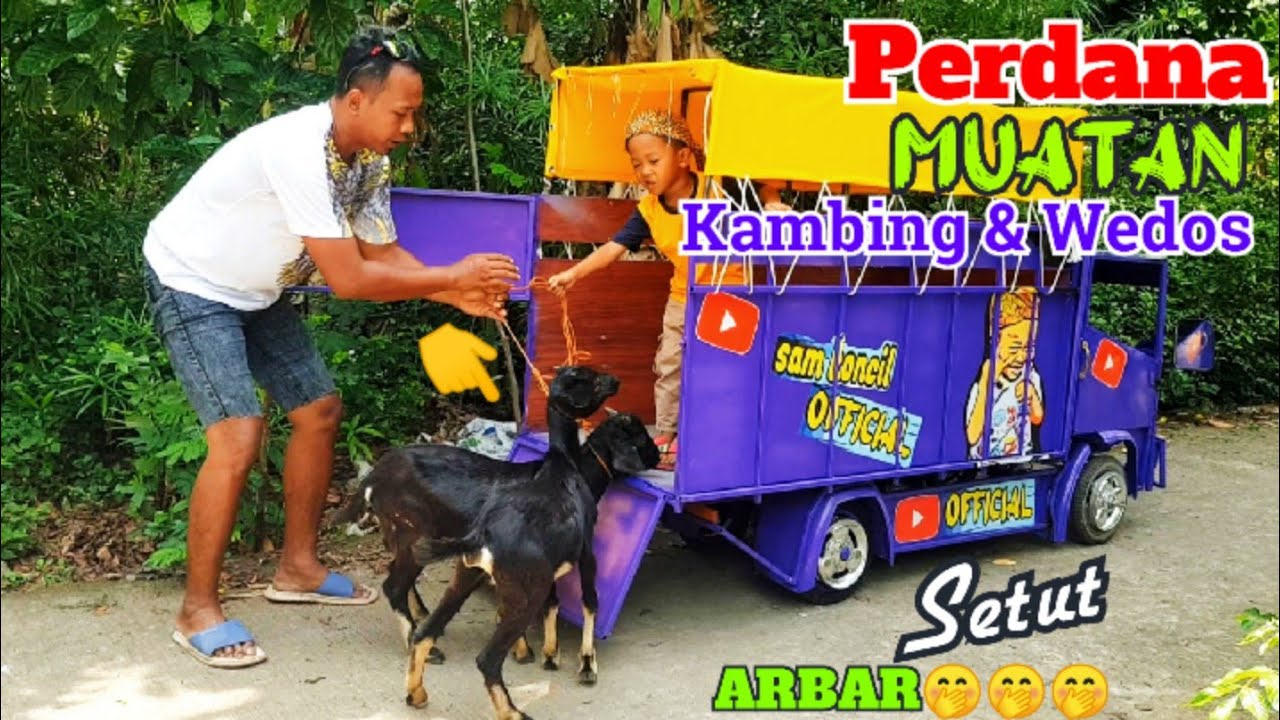 Perdana_Angkut Kambing Lucu
