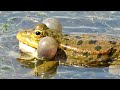 КВА-КВА лягушки громко квакают, Frog Croaking sound