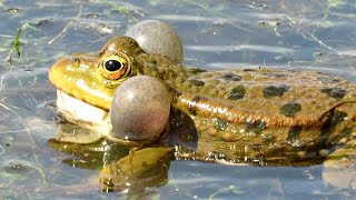 КВА-КВА лягушки громко квакают, Frog Croaking sound