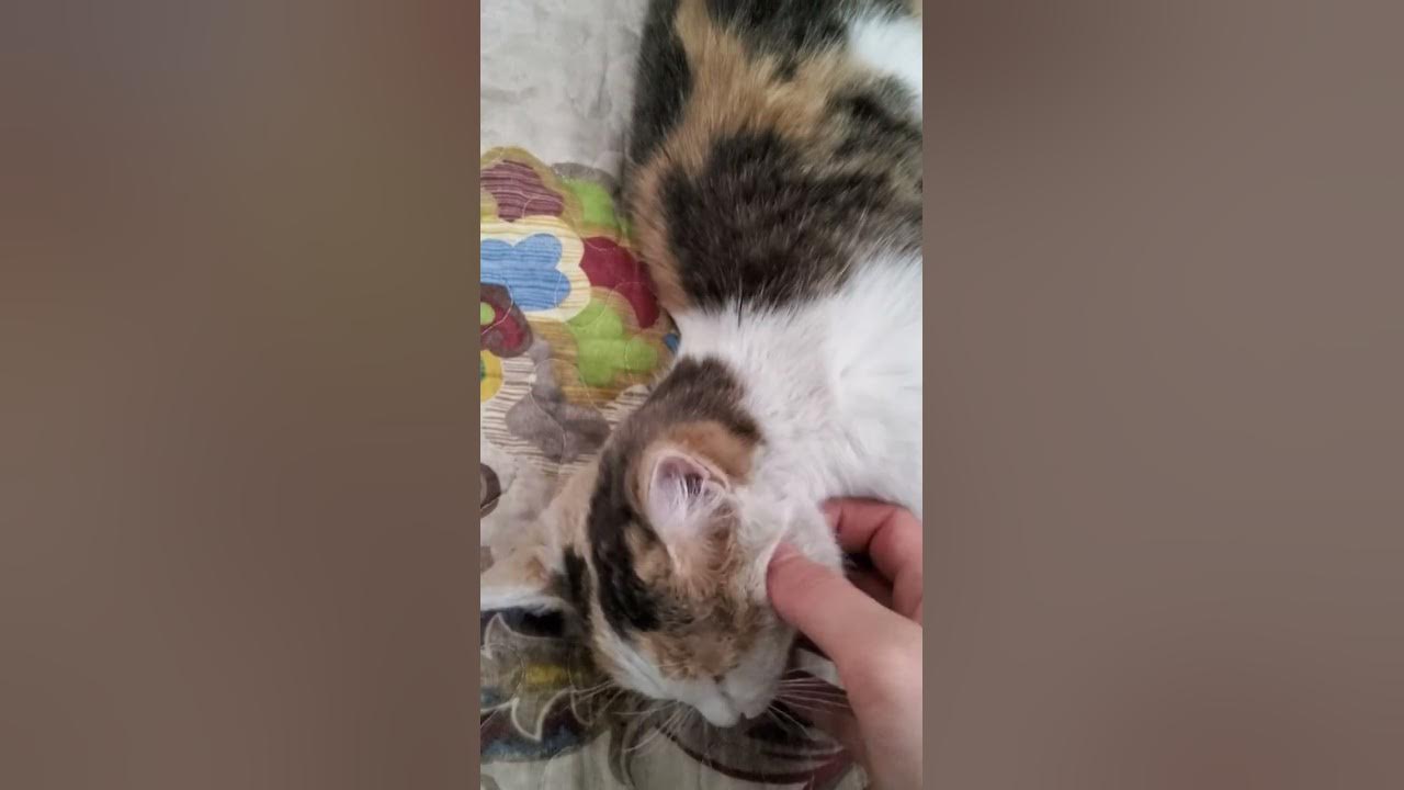 Әйелдер мен ажырасқандардың эротикасы