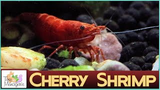 All About Cherry Shrimp - Easy, Fast Breeding and Cute Neocaridina