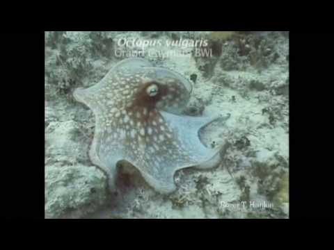 David Gallo shows animal camouflage