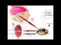 Amenorrhoea 