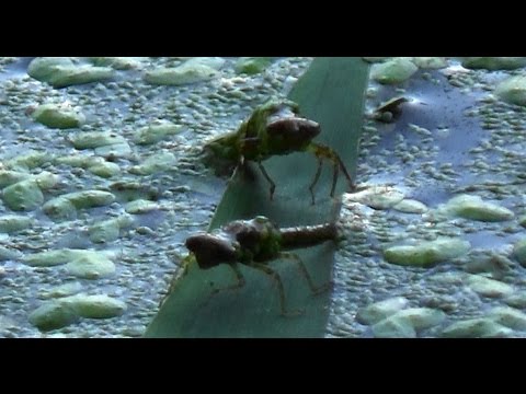 A Tale of Two Damselflies Transitioning to Adulthood