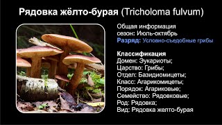 Рядовка жёлто-бурая (Tricholoma fulvum)