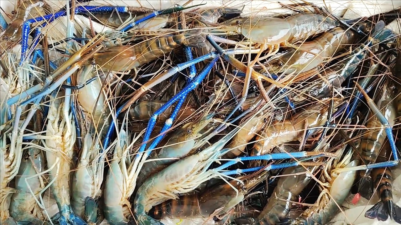Saya kembali mendapatkan banyak udang besar saat mancing, masak, makan dan bermalam di perahu