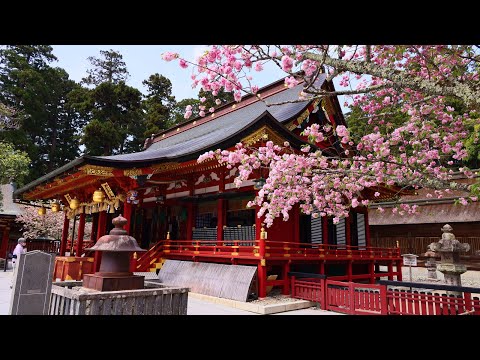 JG8K 宮城 塩釜神社と桜(重文/天然記念物) Miyagi,Shiogamajinja and Shiogamasakura(Cultural Property/Natural Monument)