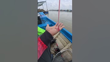 Điều kì lạ về con trùng bẹ , mồi câu cá hanh (tráp) , cá ngát #toantapcau #caucathugian