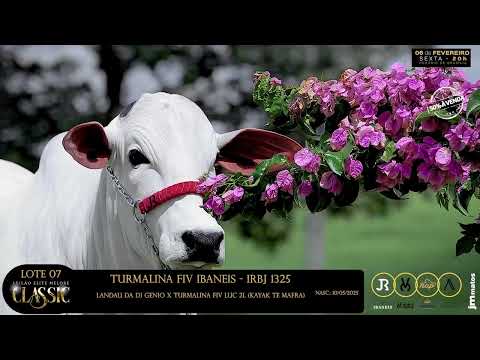 LOTE 07   TURMALINA FIV IBANEIS