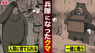 【実話】第二次大戦で活躍した...兵隊になったクマ。人間に育てられ...一緒に戦う。