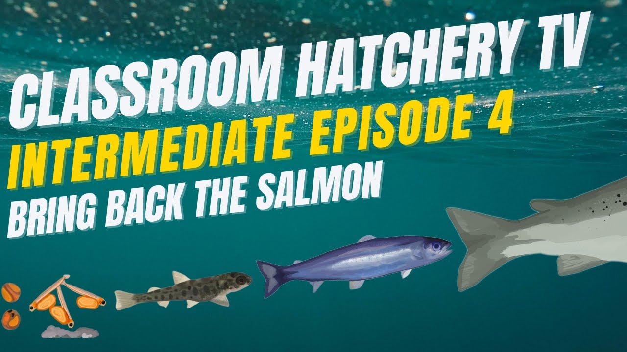 Classroom Hatchery Television - Intermediate Level Episode 4