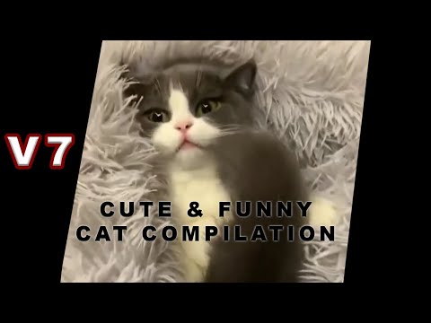 cute-&-funny-cat-compilation-v7