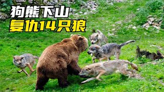 北美灰狼卷土重來，挑戰灰熊霸主地位「狼熊生死戰」