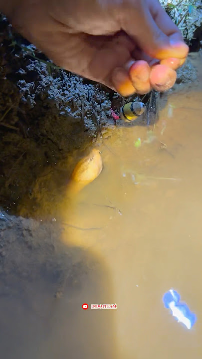 Eel nudging at night is amazing, the female comes out🤤🥰