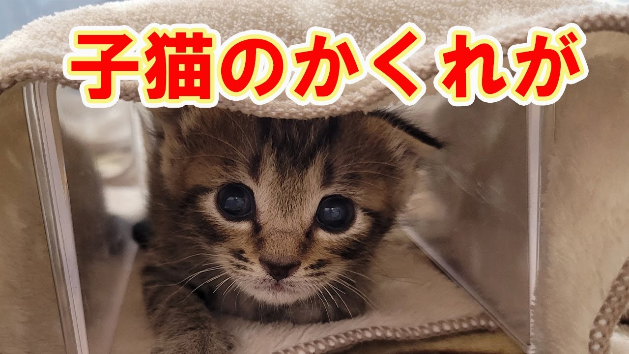 半額以下！豪華なレッドピアス　ฅ⁠^⁠•⁠ﻌ⁠•⁠^⁠ฅ保護猫ご飯代にご協力を〜 When his beloved sister comes to play, the ex-boss cat gets