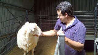 Channel Cheese - Visiting Pecora Dairy, NSW Australia