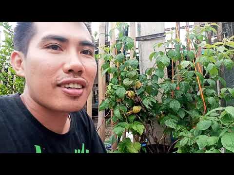 Video: Varietas Raspberry Brusvyana: Deskripsi Dan Karakteristik, Kelebihan Dan Kekurangan, Fitur Penanaman Dan Perawatan + Foto Dan Ulasan