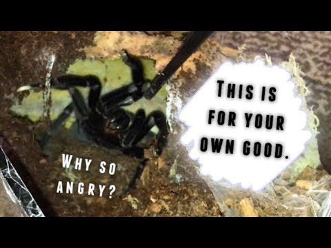 A tarantula keeper’s WORST NIGHTMARE !!!