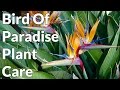 Bird Of Paradise Plant Care Tips / Joy Us Garden