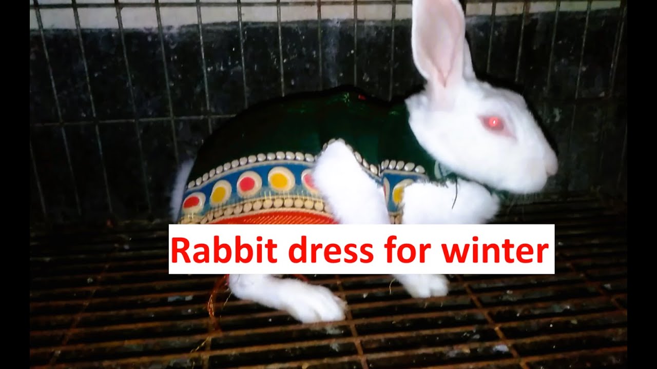 খরগোশের জন্য শীতের জামা তৈরি করলাম 🐇❤️Rabbit dress for winter