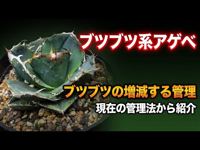 アガベ大白鯊見分け方！ - YouTube