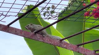 How does Palm Squirrel chatter sounds ? | Squirrel Sounds| squirrel's calling |squirrel's voice|ලේනා
