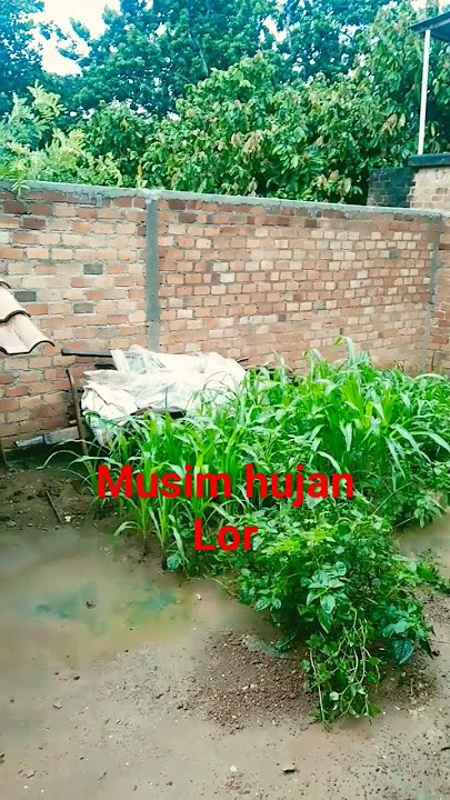 Musim Hujan || perketat pengamanan ayam