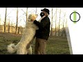 Kuvasz, a magyarok kutyája の動画、YouTube動画。