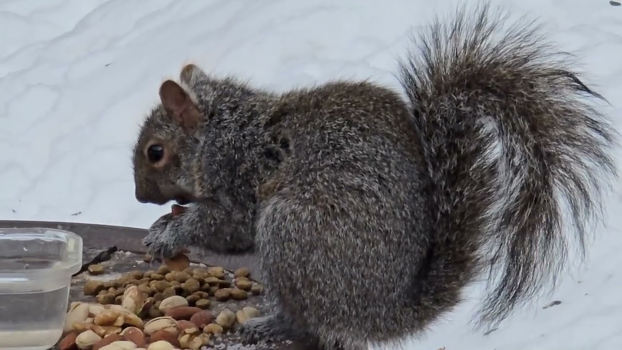 Slow and cold day in the yard. These squirrels are happy to have all the yummies to themselves.