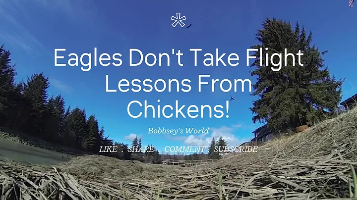 START YOUR DAY RIGHT | Eagles Don't Take Flight Lessons From Chickens! |  Bobbsey's World