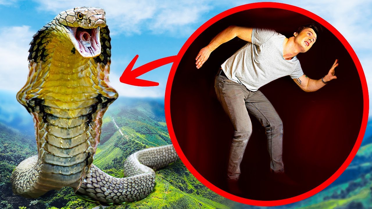 What If Biggest Snake Ever Swallowed You Whole