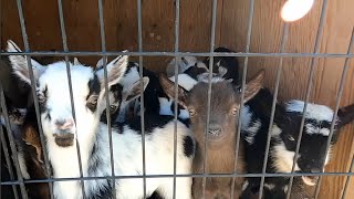 8 Minutes of Baby Goats
