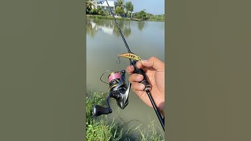 Dw63 gắn lưỡi đơn câu cá chẽm