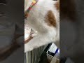 今日も元気に水分補給 #猫のいる暮らし
