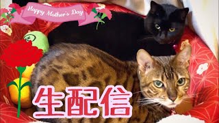 【生配信5/9】母の日なのでママ猫ベルナナにマグロのカーネーションをあげる生配信🌹