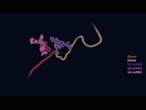 ReNU Syndrome - Splicing