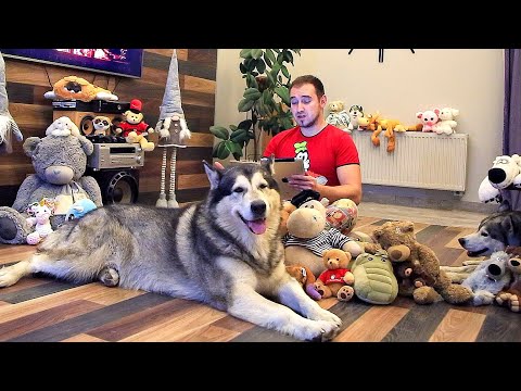 Husky Tales / A Tale About a Dog and Santa Claus / Russian Bedtime Stories for Kids