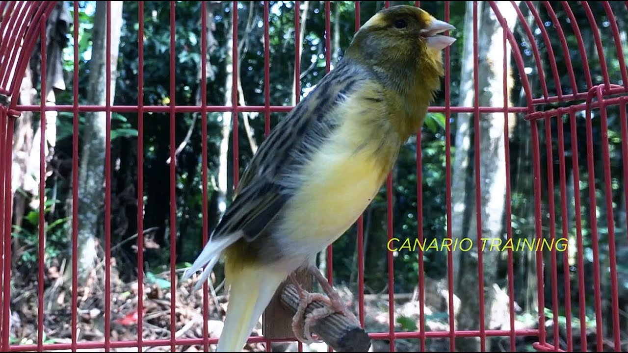 Canário Belga Cantando com Perfeição