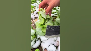 Cách Người Trung Quốc thu hoạch cái tao bị đóng bằng tiết