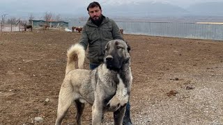 TÜRKİYE’NİN EN BÜYÜK PANTER KÖPEĞİ HERKÜL|| daha iyisini üretene kadar en iyisi bu!!