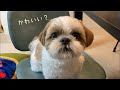【シーズー】"カワイイ"という自覚がありますwww【犬Vlog】
