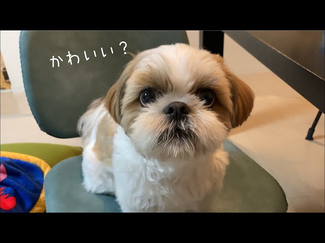Shih Tzu] I'm aware that I'm 